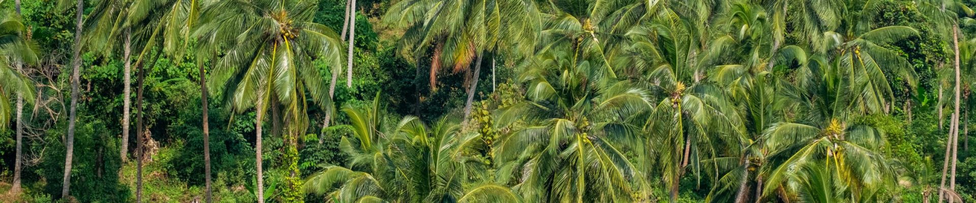 alexandra-smielova-PUWwCRQ-V78-unsplash